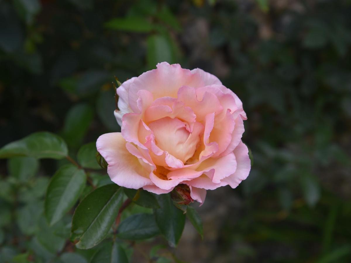 The Mill Bed & Breakfast Thetford Bagian luar foto